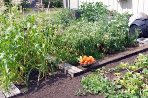 Vibrant home vegetable garden
