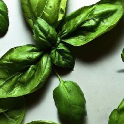 bay leaves vs basil leaves